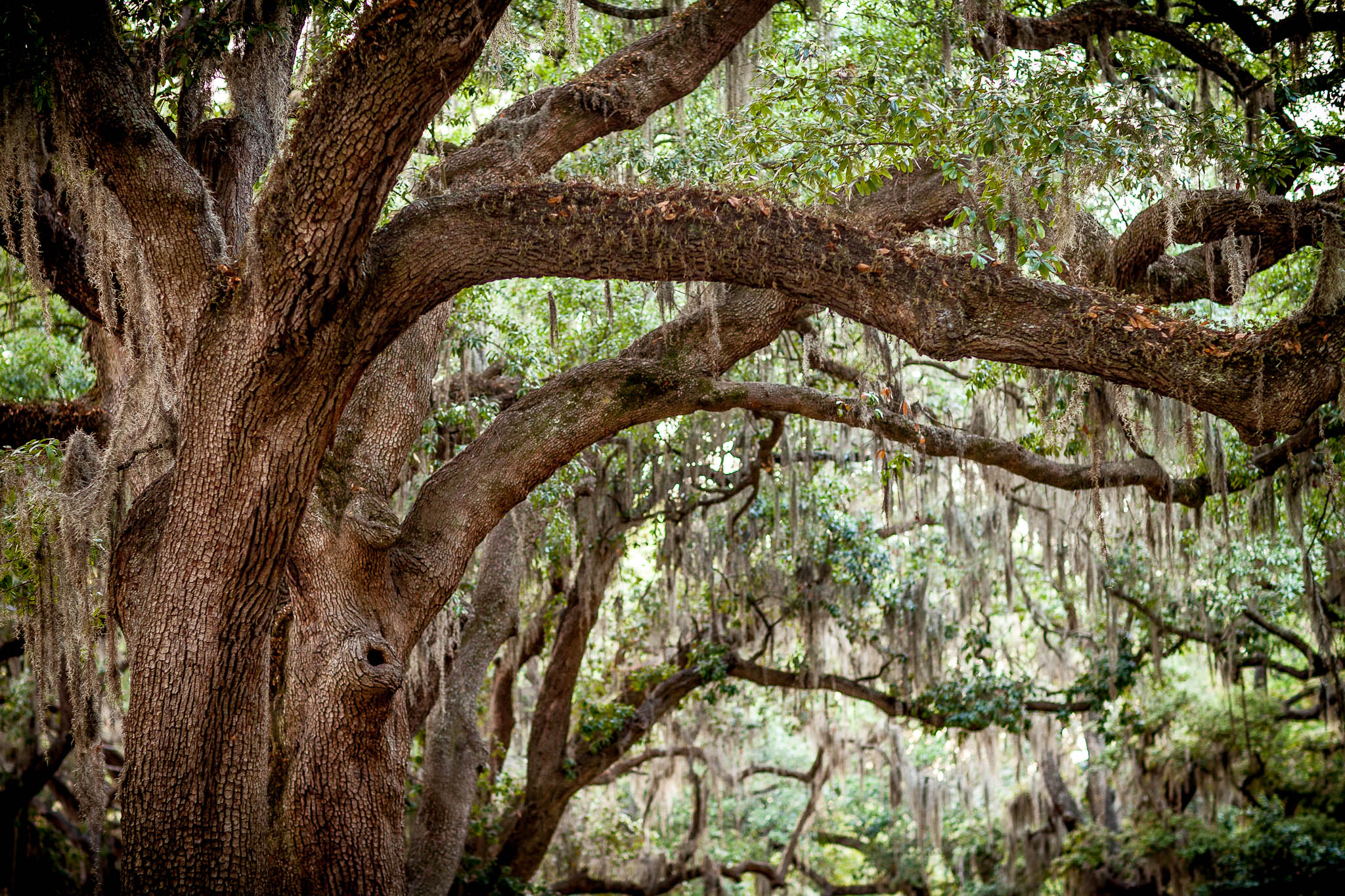 Spanish Moss
